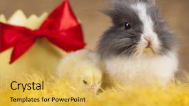 Presentation with easter bunny yellow spring flower - PPT theme having cartoon rabbit - easter chicken bunny and decoration background and a yellow colored foreground