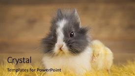  Presentation with bunny - Audience pleasing slide deck consisting of cartoon rabbit - happy easter chick in bunny backdrop and a  colored foreground