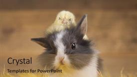  Presentation with chick - Slide set with cartoon rabbit - happy easter chick in bunny background and a  colored foreground