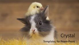  Presentation with easter bunny yellow spring flower - Theme consisting of cartoon rabbit - happy easter chick in bunny background and a  colored foreground