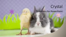  Presentation with chick - Audience pleasing slide set consisting of cartoon rabbit - happy easter chick in bunny backdrop and a  colored foreground