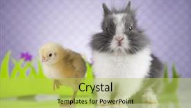  Presentation with easter bunny yellow spring flower - PPT theme consisting of cartoon rabbit - happy easter chick in bunny background and a  colored foreground