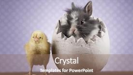  Presentation with chick - Beautiful PPT theme featuring cartoon rabbit - happy easter chick in bunny backdrop and a  colored foreground