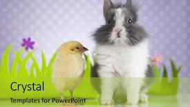  Presentation with easter bunny yellow spring flower - Colorful presentation design enhanced with cartoon rabbit - happy easter chick in bunny backdrop and a  colored foreground