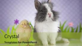  Presentation with easter bunny yellow spring flower - Slide deck with cartoon rabbit - happy easter chick in bunny background and a  colored foreground