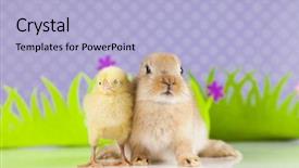  Presentation with easter bunny yellow spring flower - PPT theme consisting of cartoon rabbit - happy easter chick in bunny background and a  colored foreground