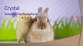  Presentation with chick - Presentation design with cartoon rabbit - happy easter chick in bunny background and a  colored foreground