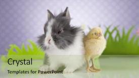  Presentation with easter bunny yellow spring flower - Cool new slide set with cartoon rabbit - happy easter chick in bunny backdrop and a  colored foreground