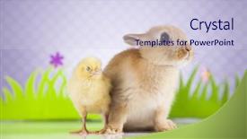  Presentation with chick - Amazing slides having cartoon rabbit - happy easter chick in bunny backdrop and a  colored foreground