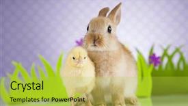  Presentation with chick - Cool new slides with cartoon rabbit - happy easter chick in bunny backdrop and a yellow colored foreground