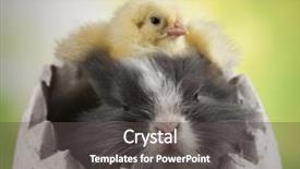  Presentation with bunny - Beautiful theme featuring cartoon rabbit - happy easter chick in bunny backdrop and a  colored foreground