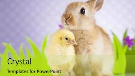 Presentation with bunny - Cool new PPT theme with cartoon rabbit - happy easter chick in bunny backdrop and a yellow colored foreground