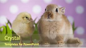  Presentation with easter bunny yellow spring flower - Slides consisting of cartoon rabbit - happy easter chick in bunny background and a  colored foreground