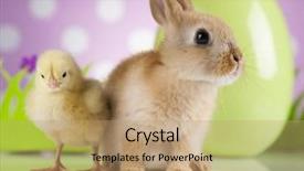  Presentation with bunny - PPT theme enhanced with cartoon rabbit - happy easter chick in bunny background and a coral colored foreground