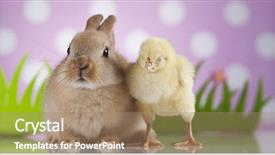  Presentation with easter bunny yellow spring flower - Cool new PPT theme with cartoon rabbit - happy easter chick in bunny backdrop and a  colored foreground