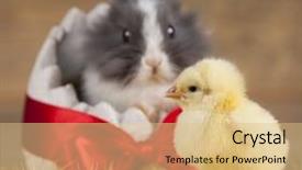 Presentation with easter bunny yellow spring flower - PPT layouts consisting of cartoon rabbit - happy easter chick in bunny background and a  colored foreground