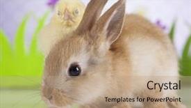  Presentation with easter bunny yellow spring flower - Beautiful slides featuring cartoon rabbit - happy easter chick in bunny backdrop and a  colored foreground
