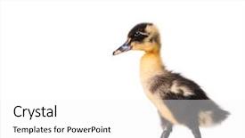  Presentation with cartoon character - Amazing slides having cartoon style character with big backdrop and a white colored foreground