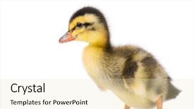  Presentation with cartoon character - Theme having cartoon style character with big background and a lemonade colored foreground