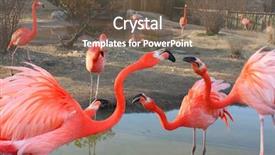  Presentation with flamingo - Presentation design enhanced with cartoon zoo - bright red flamingo birds background and a tawny brown colored foreground