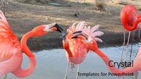  Presentation with flamingo - Cool new presentation design with cartoon zoo - bright red flamingo birds backdrop and a light blue colored foreground