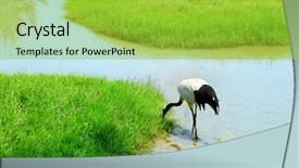  Presentation with crane - Slides with cartoon zoo - crane with gree grass colors background and a yellow colored foreground