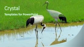  Presentation with crane - Theme having cartoon zoo - crane with gree grass colors background and a tawny brown colored foreground