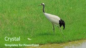  Presentation with crane - Theme enhanced with cartoon zoo - crane with gree grass colors background and a tawny brown colored foreground