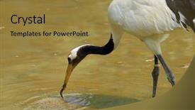  Presentation with plain colors gray texture cloth - Amazing PPT layouts having cartoon zoo - crane with gree grass colors backdrop and a gold colored foreground