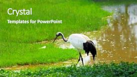  Presentation with crane - Amazing slides having cartoon zoo - crane with green grass colors backdrop and a tawny brown colored foreground