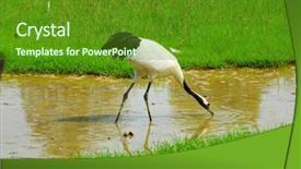  Presentation with crane - Presentation with cartoon zoo - crane with green grass colors background and a  colored foreground