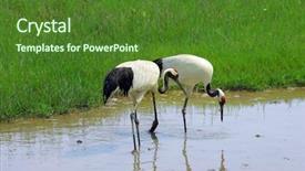  Presentation with crane - Colorful slides enhanced with cartoon zoo - crane with green grass colors backdrop and a forest green colored foreground