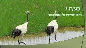  Presentation with plain colors gray texture cloth - Presentation enhanced with cartoon zoo - cranes with gree grass colors background and a tawny brown colored foreground