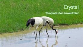  Presentation with grass - Amazing presentation theme having cartoon zoo - cranes with gree grass colors backdrop and a tawny brown colored foreground