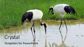  Presentation with birds - PPT theme consisting of cartoon zoo - cranes with gree grass colors background and a light gray colored foreground
