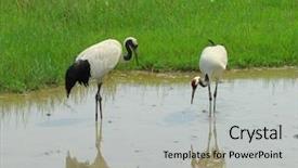  Presentation with grass - Cool new slides with cartoon zoo - cranes with gree grass colors backdrop and a light gray colored foreground