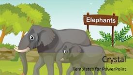  Presentation with elephants - PPT theme enhanced with wedding rings are on the brides bouquet in the park background and a gray colored foreground