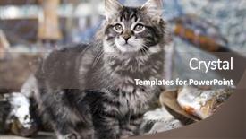  Presentation with fisherman - PPT theme enhanced with cartoon zoo - kitten and fish fisherman background and a gray colored foreground