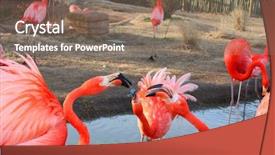  Presentation with flamingo - Presentation design featuring cartoon zoo - large flamingo birds fight background and a violet colored foreground