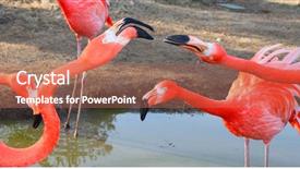  Presentation with flamingo - Slide set enhanced with cartoon zoo - large flamingo birds fight background and a coral colored foreground
