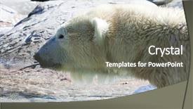  Presentation with polar bear - Audience pleasing PPT layouts consisting of cartoon zoo - polar bear backdrop and a gray colored foreground
