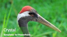  Presentation with plain colors gray texture cloth - Colorful theme enhanced with cartoon zoo - portrait of crane with gree backdrop and a shamrock green colored foreground