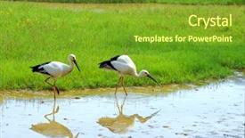  Presentation with grass - Audience pleasing PPT layouts consisting of cartoon zoo - storks with gree grass colors backdrop and a tawny brown colored foreground