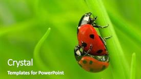  Presentation with ladybugs - Amazing presentation theme having cartoons frame - two ladybugs being mate backdrop and a tawny brown colored foreground