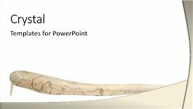  Presentation with bone - Audience pleasing slide set consisting of walrus baculum penis bone backdrop and a white colored foreground