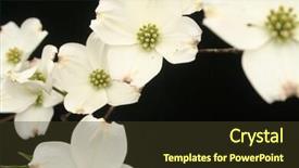  Presentation with dogwood - Colorful slide set enhanced with cascade of dogwood flowers backdrop and a tawny brown colored foreground