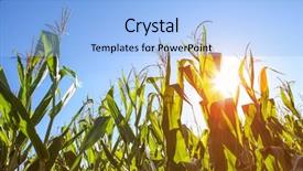  Presentation with corn field circles - PPT theme consisting of cash crop - field of corn at sunset background and a  colored foreground