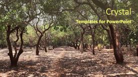  Presentation with plantation - PPT theme enhanced with cashew-plantation-rows-of-cashew background and a tawny brown colored foreground