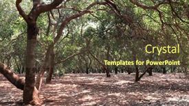  Presentation with cambodia - PPT theme featuring cashew-plantation-rows-of-cashew background and a tawny brown colored foreground