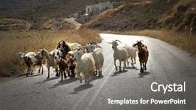  Presentation with road safety to security reduce - Colorful slide deck enhanced with cashmere - goats herd in the middle backdrop and a gray colored foreground